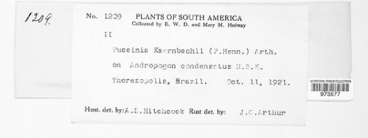 Puccinia kaernbachii image